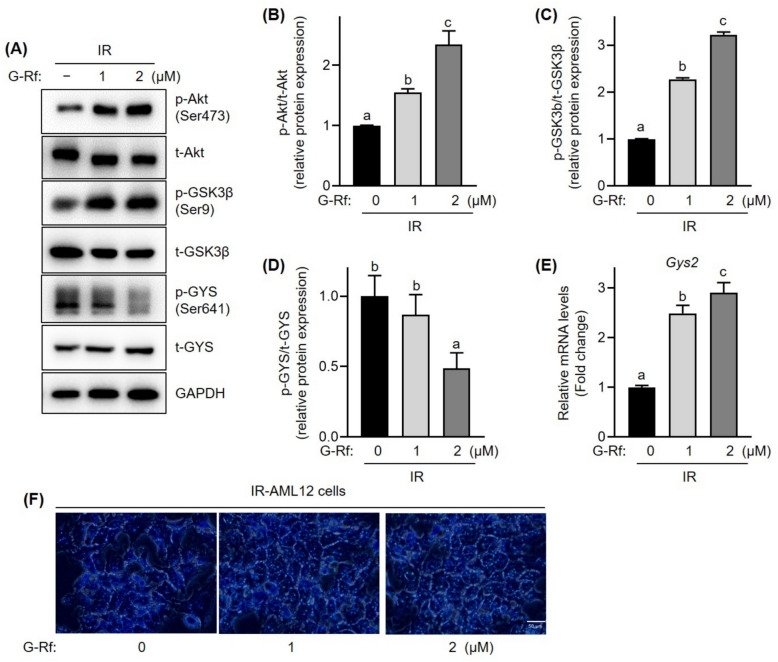 Ginsenoside Rf improves glucose metabolism via the IRS/PI3K/Akt and PPARα/PGC1α signaling pathways in insulin-resistant AML12 cells.