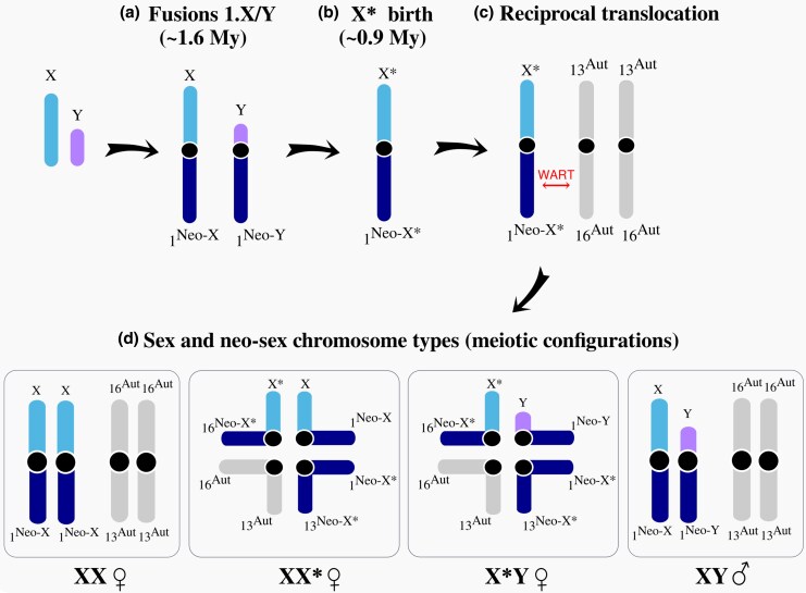 Influence of Gonadal and Chromosomal Sex on the Brain Transcriptome in a Mouse Species with Natural Sex Reversal.