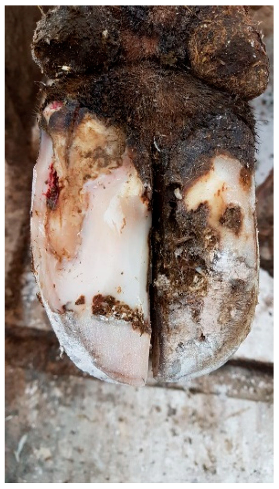 Review of White Line Disorders in Zone 3 and Toe Tip Necrosis in Dairy Cows and Recent Insights into Aetiopathogenesis and Treatments.
