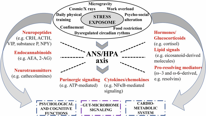 Spaceflight exposome/microgravity effects on the psychoimmunoneuroendocrine system.