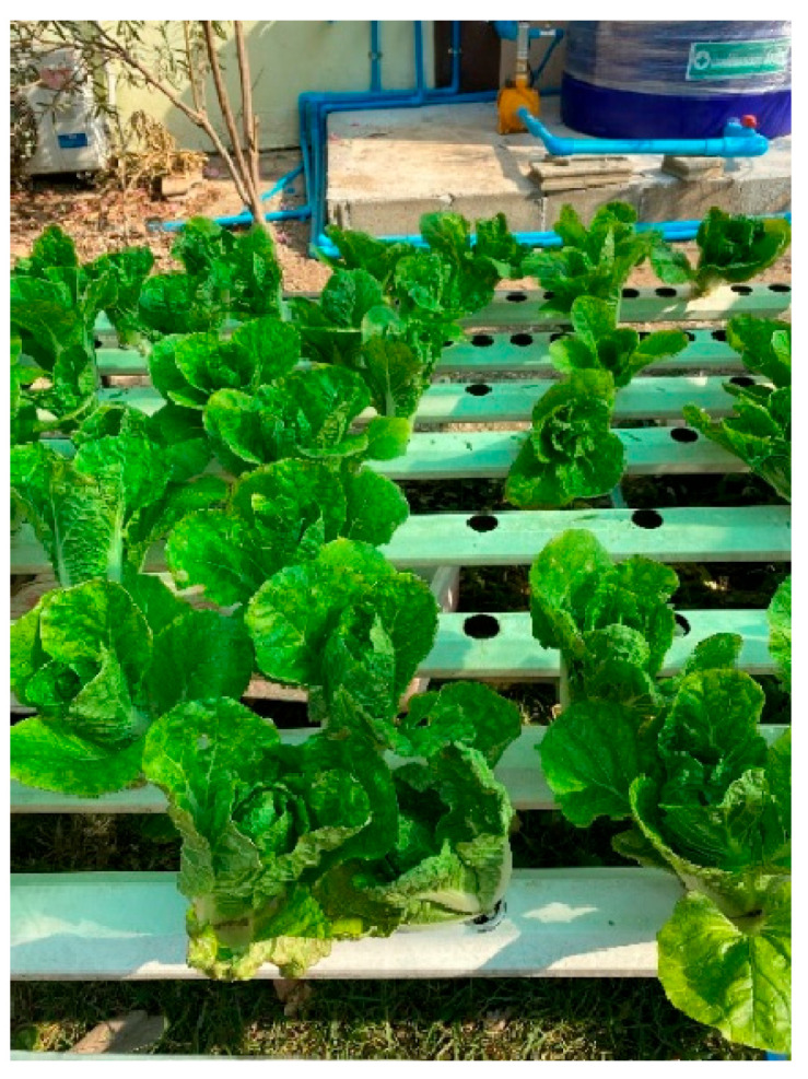 Food Safety Management in Primary Schools for Ethnic Groups in Northern Thailand: A PDCA-Based Evaluation.