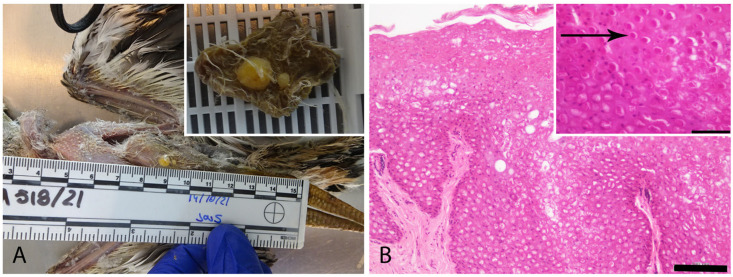 Pathological and Molecular Characterization of <i>Avipoxvirus</i> Infection in <i>Burhinus oedicnemus</i> in the Canary Islands.