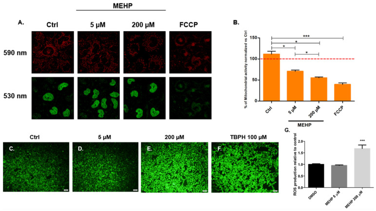 Mono(2-ethylhexyl) Phthalate Disrupts Mitochondrial Function, Dynamics and Biogenesis in Human Trophoblast Cells at Human Exposure Range Concentrations.