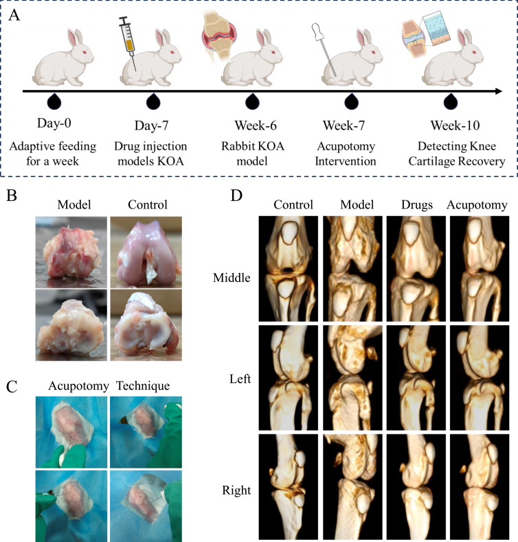 Effect of Acupotomy Modulation of NLRP3/Caspase-1/GSDMD Pathway on Chondrocyte Pyroptosis in Knee Osteoarthritis.