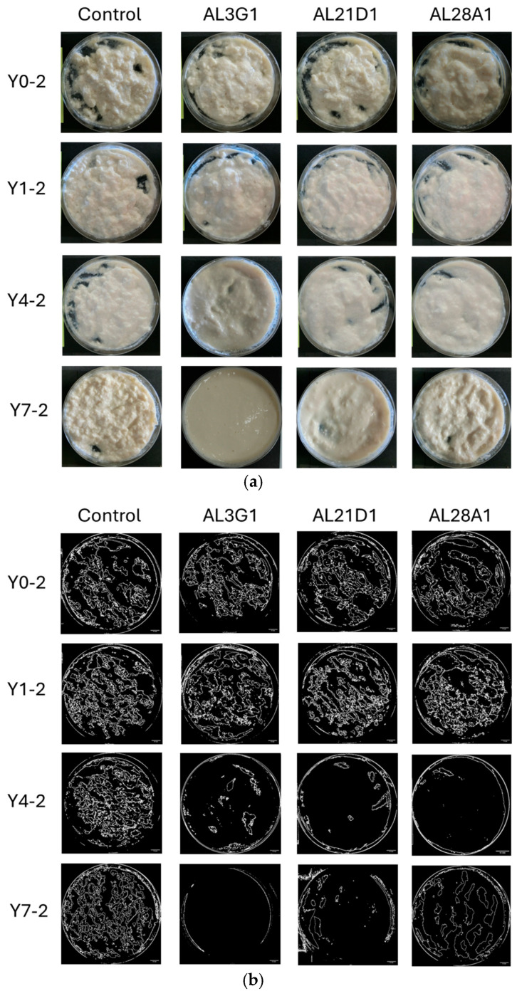 Improvement in Smoothness of Fermented Soymilk Yogurt-Mimic by Effective Use of Applicable Lactic Acid Bacteria Strains.