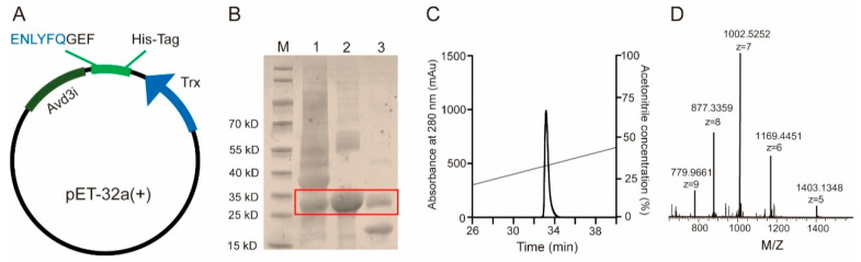 Sea Anemone-Derived Toxin Avd3i Inhibited Sodium Channel Nav1.4.