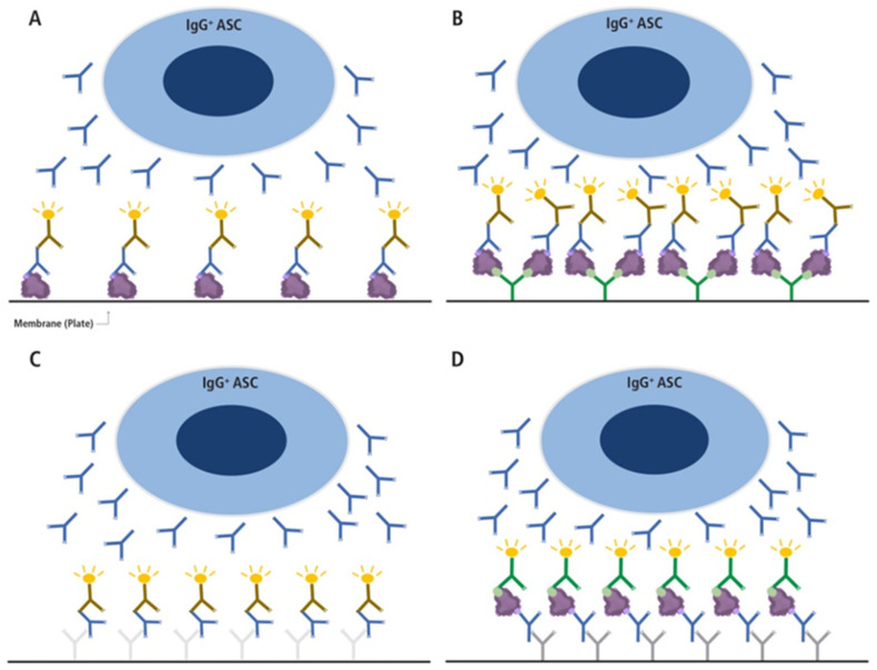 SARS-CoV-2 Infection or COVID-19 mRNA Vaccination Elicits Partially Different Spike-Reactive Memory B Cell Responses in Naïve Individuals.