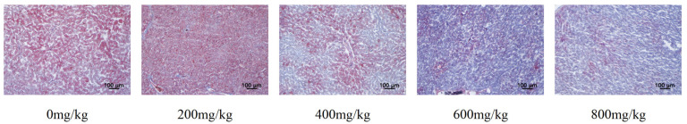The Addition of Marigold Extract to the Diet Improved the Performance of Laying Hens in the Late Laying Period by Increasing Their Antioxidant Capacity, Lipid Metabolism, and Microbial Composition.