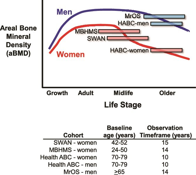 Femoral neck width is associated with unique trajectories of age-related hip structural changes and fracture risk within populations of adult women and men.