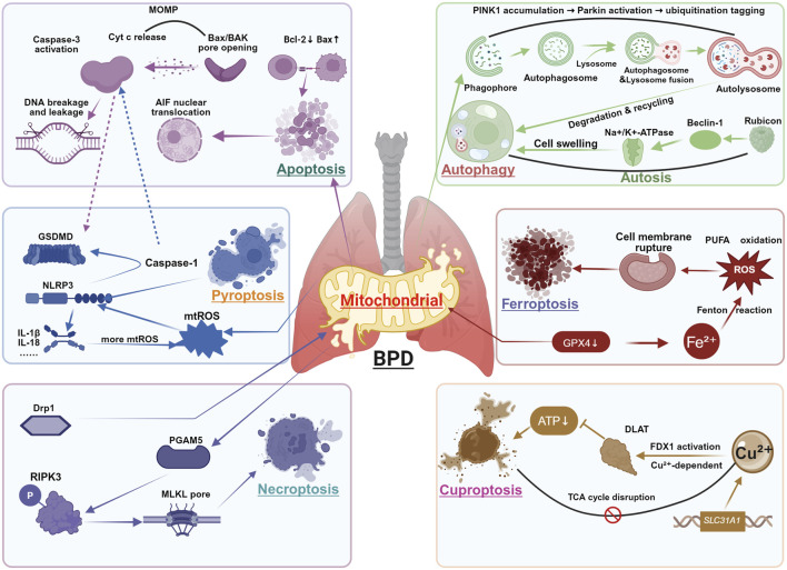 Mitochondria as the central regulator of cell death in bronchopulmonary dysplasia.