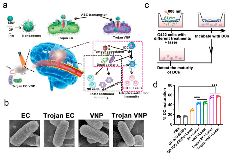 Integrating Microorganism-Based Therapy and Emerging Biotechnology in the Treatment of Intracranial Central Nervous System Diseases.