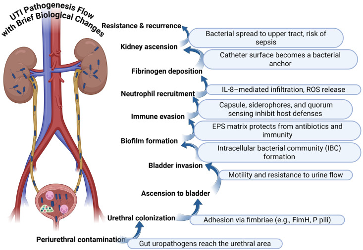 Emerging Technologies for the Diagnosis of Urinary Tract Infections: Advances in Molecular Detection and Resistance Profiling.