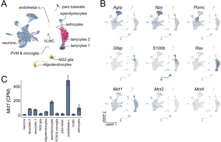 Knockdown of <i>Mct1</i> in the arcuate nucleus increases food-anticipatory activity in mice.