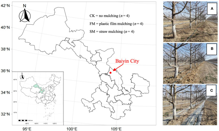 Mulching influences pear yield and quality by changing rhizosphere microbial community structure in the arid region of Northwest China.
