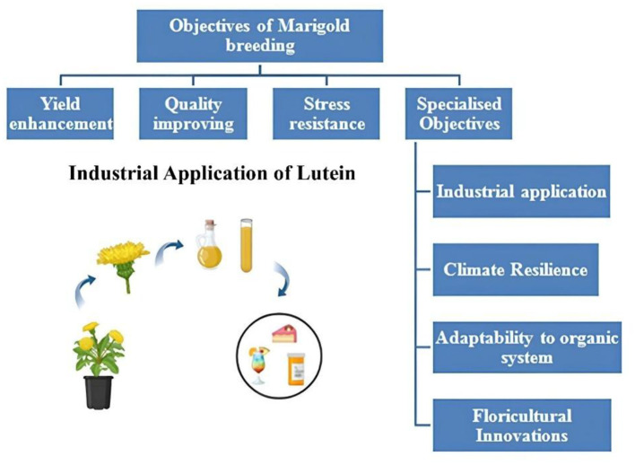 Marigold breeding in India: a comprehensive review of genetic advances, techniques and future prospects.