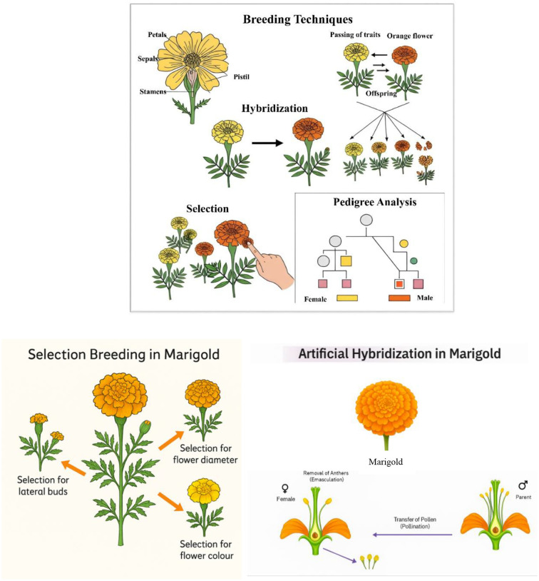 Marigold breeding in India: a comprehensive review of genetic advances, techniques and future prospects.