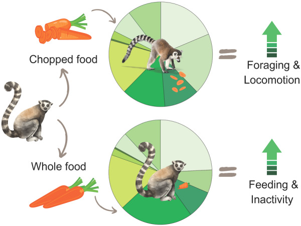 Impacts of Chopped Food on Primate Behavior Are Not Clear Cut. A Case Study on Zoo-Housed Ring-Tailed Lemurs.