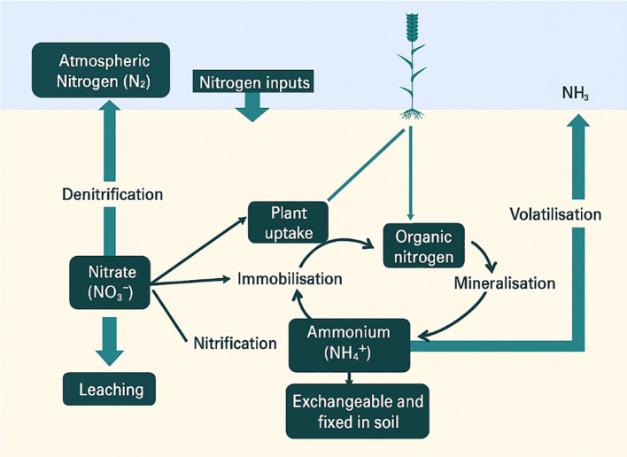 Microplastic effects on soil nitrogen storage, nitrogen emissions, and ammonia volatilization in relation to soil health and crop productivity: mechanism and future consideration.