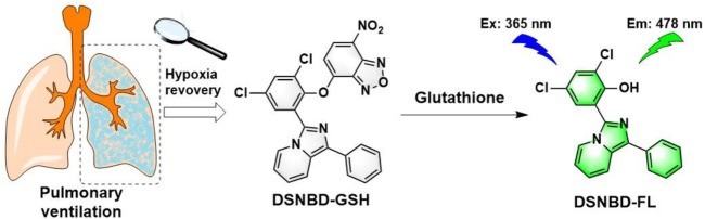 Developing a dichlorosalicylaldehyde-derived fluorescent probe for monitoring glutathione in a cellular pulmonary ventilation model.