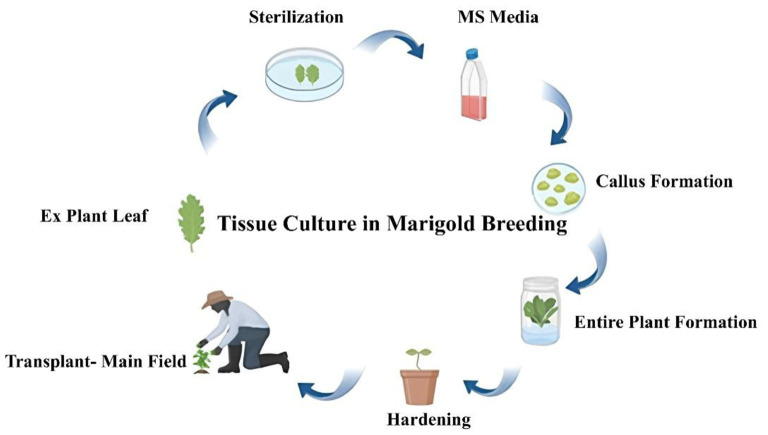 Marigold breeding in India: a comprehensive review of genetic advances, techniques and future prospects.