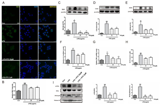 Correction: Src inhibition attenuates neuroinflammation and protects dopaminergic neurons in Parkinson's disease models.