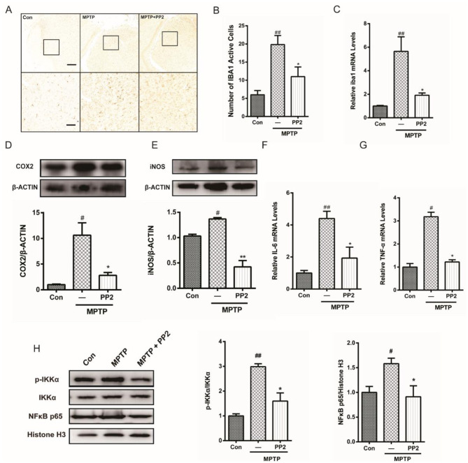 Correction: Src inhibition attenuates neuroinflammation and protects dopaminergic neurons in Parkinson's disease models.