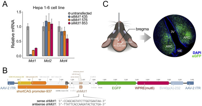 Knockdown of <i>Mct1</i> in the arcuate nucleus increases food-anticipatory activity in mice.