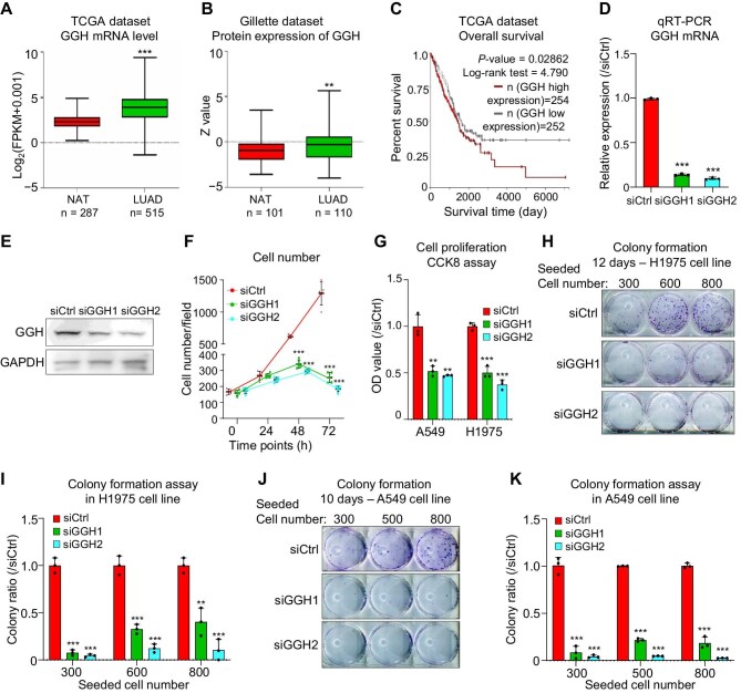 Silencing GGH induces autophagy by increasing folate stress and production of NADH.