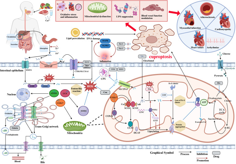 Cuproptosis and Cardiovascular Diseases: Mechanisms, Pathophysiology, and Therapeutic Strategies-A Narrative Review.