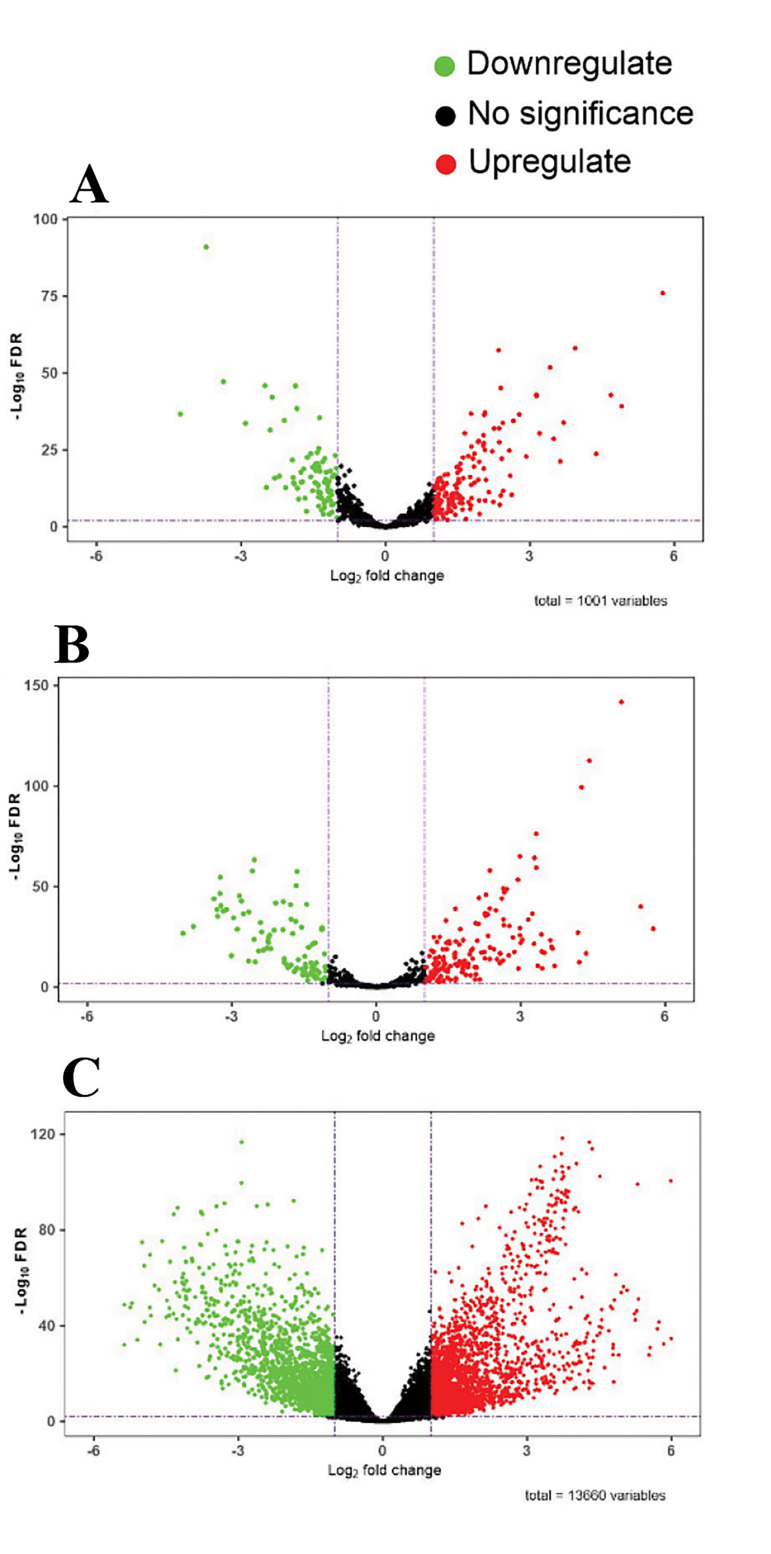 Navigating The CeRNA Axis by Bioinformatics and Experimental Validation: Identification of <i>ADIRF-AS1</i>, miR-191-5p, and EGR1 as Key Players in Endometrial Carcinoma Progression.