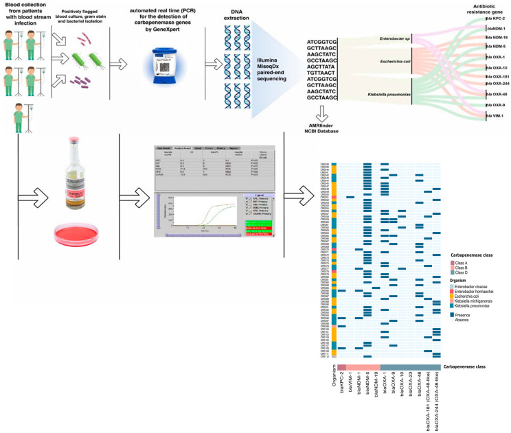 Rapid Identification of Carbapenemase Genes Directly from Blood Culture Samples.