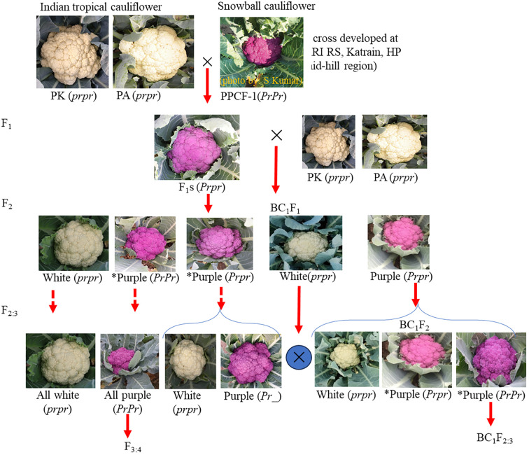 Rapid recovery of homozygous <i>Pr</i> gene introgression lines in Indian tropical cauliflower backgrounds through combined use of morphological and molecular markers.