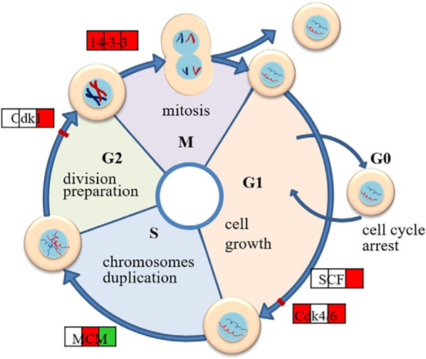 The effects of magnesium-containing coatings on the healing of soft tissues surrounding oral titanium abutments: a narrative review.