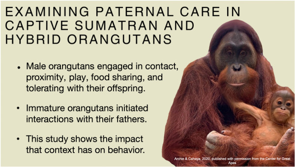 Examining Paternal Care in Captive Sumatran and Hybrid Orangutans.