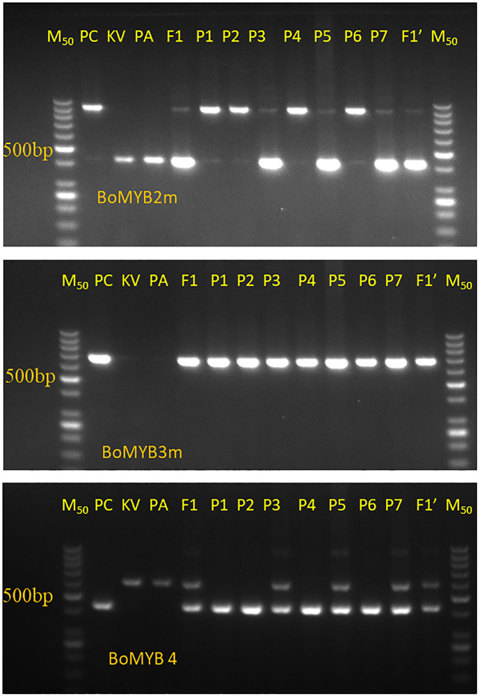 Rapid recovery of homozygous <i>Pr</i> gene introgression lines in Indian tropical cauliflower backgrounds through combined use of morphological and molecular markers.