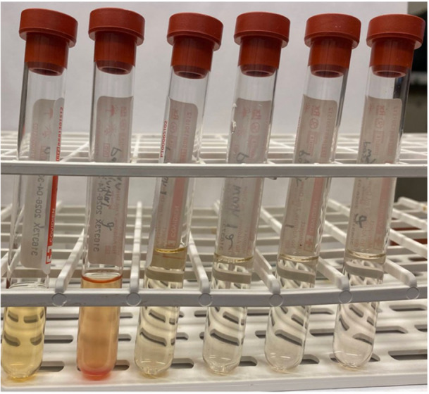 A Method for Processing Whole Blood for Heterologous Packed Red Blood Cell Transfusion for Use in a Green-Winged Macaw (Ara chloropterus).
