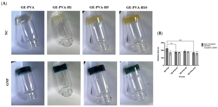 Kelulut Honey-Incorporated Hybrid Gelatin-PVA Hydrogel for Wound Healing: Fabrication and In Vitro Characterization.