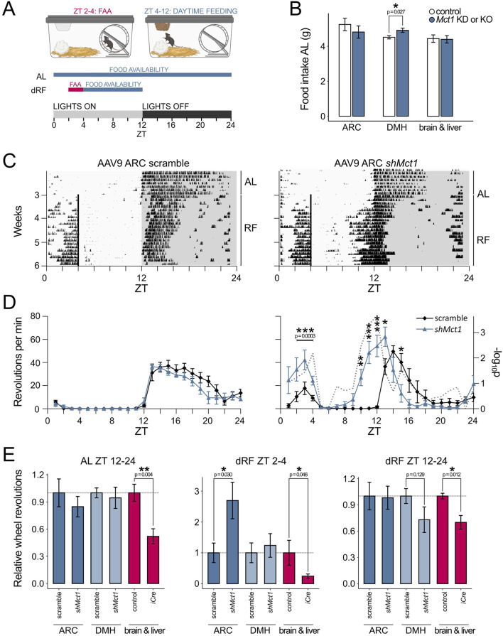 Knockdown of <i>Mct1</i> in the arcuate nucleus increases food-anticipatory activity in mice.