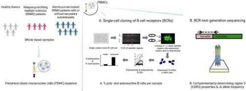 B cell tolerance checkpoint function in multiple sclerosis and transient CD52 depletion