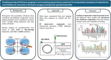 Feeding during off-flavour purging in recirculating aquaculture systems? An exploratory characterisation of waterborne and feedborne odour-active compounds in Russian sturgeon (Acipenser gueldenstaedtii)
