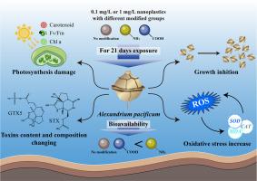 Functionalized nanoplastics alter physiology and toxin production in Alexandrium pacificum through surface charge effects