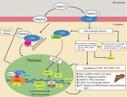 Structural and functional insights into Vitamin D receptor mutations: An in-silico investigation of polymorphism-induced resistance