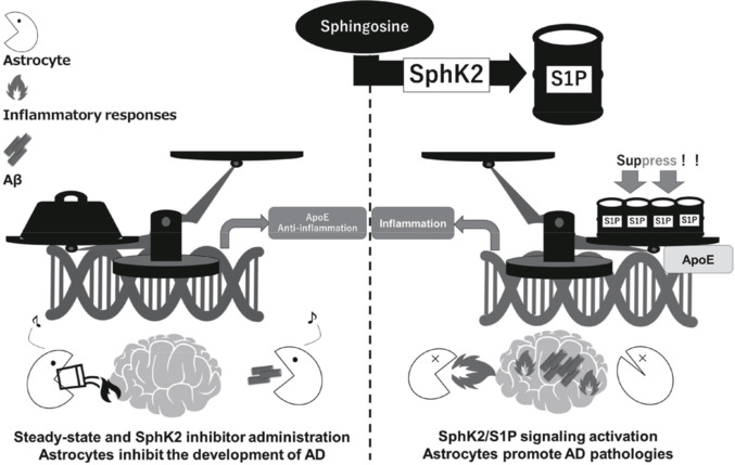 Potential treatment of Alzheimer's disease astrocyte pathology based on nuclear lipid regulation.