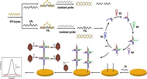 Ultrasensitive Electrochemical Biosensor for DNA Methylation Detection ...