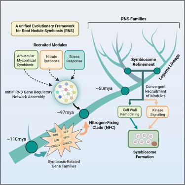 Evolution of root nodule symbiosis via paleopolyploidy and modular ...