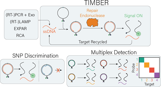 Multiplexed Nucleic Acid Detection Using Sequence-Specific Cleavage Mediated by Repair Endonucleases