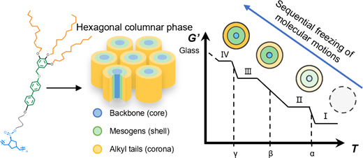Hierarchical Dynamics and Phase Transitions in Wedge-Shaped Side-Chain Liquid Crystalline Polymers with Varying Spacer Lengths