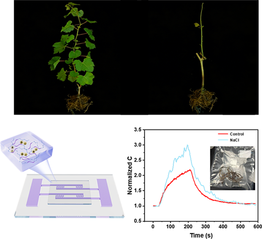 Fast and Sensitive Ionogel Capacitive Sensing of Acetic Acid at Room Temperature for Early Plant Salt Stress Detection