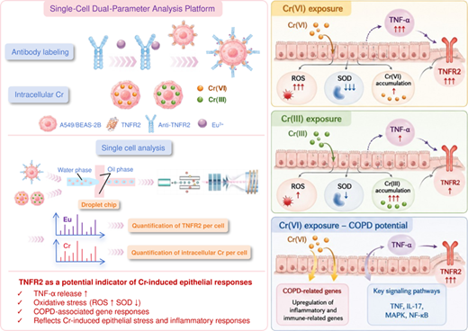 Single-Cell ICP−MS Quantification of Intracellular Chromium and Cell-Surface TNFR2 for Assessing Cr(III/VI)-Induced Lung Epithelial Injury and COPD-Relevant Responses