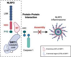 Sirtuin 1 inhibits NLRP3 inflammasome activation through protein-protein interaction
